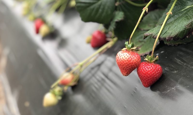 契約農家現地